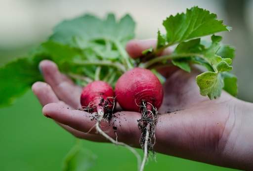 Raddish harvest